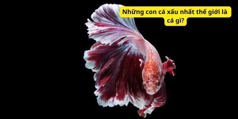 Những con cá xấu nhất thế giới là cá gì?