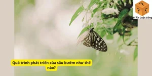 Quá trình phát triển của sâu bướm như thế nào?